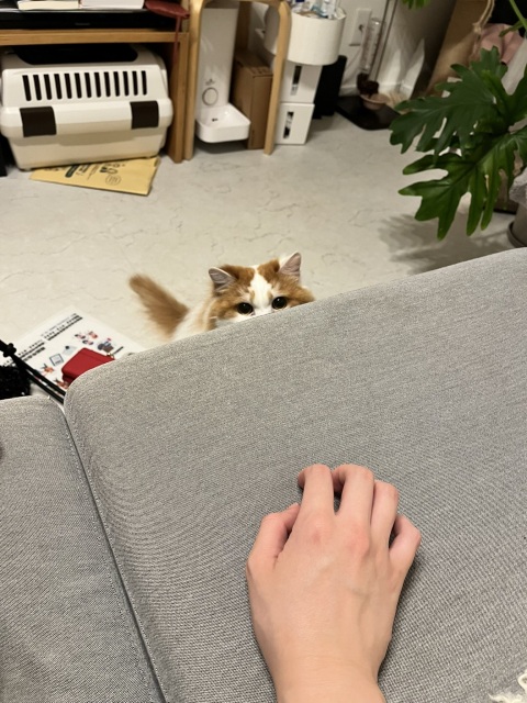 写メ