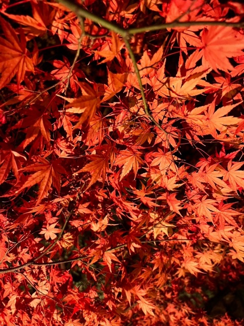 写メ