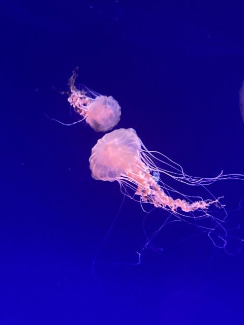 写メ
