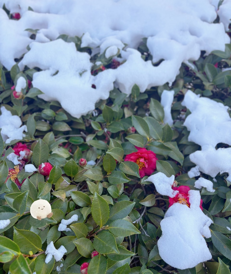 アップロード画像