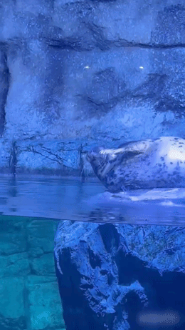 アップロード画像