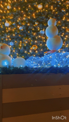 アップロード画像