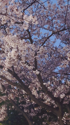 アップロード画像