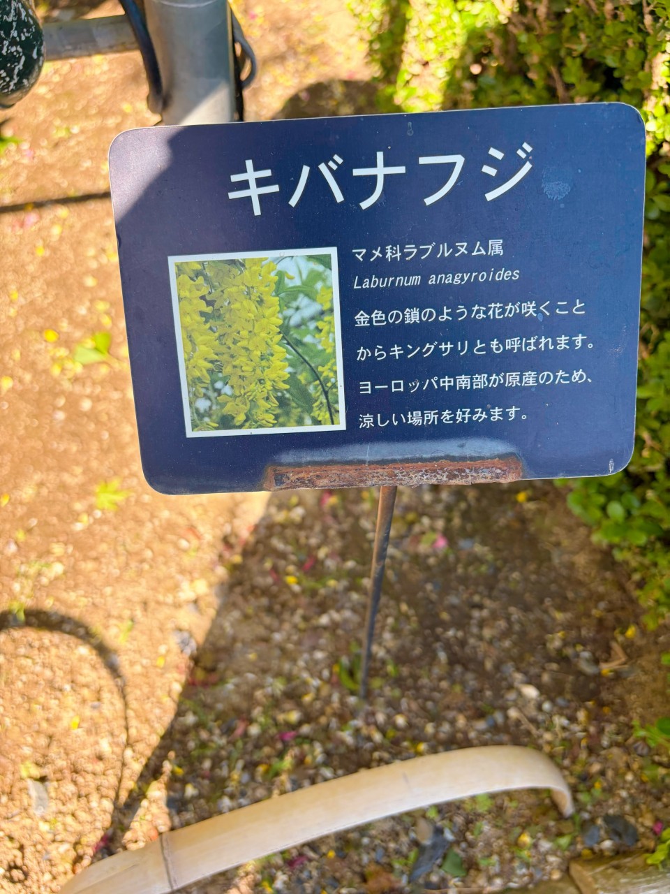 アップロード画像