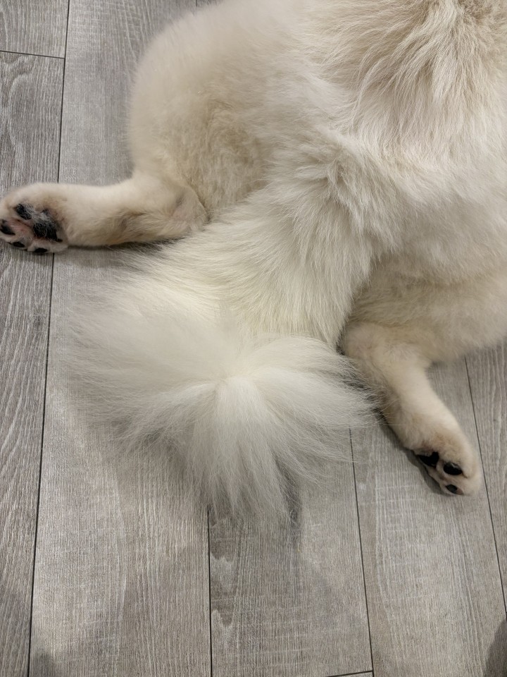 アップロード画像