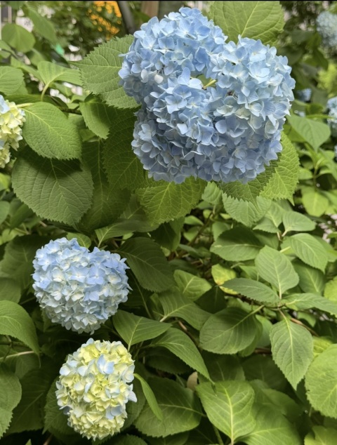 写メ