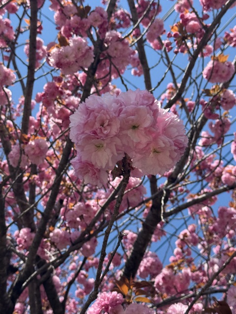 写メ