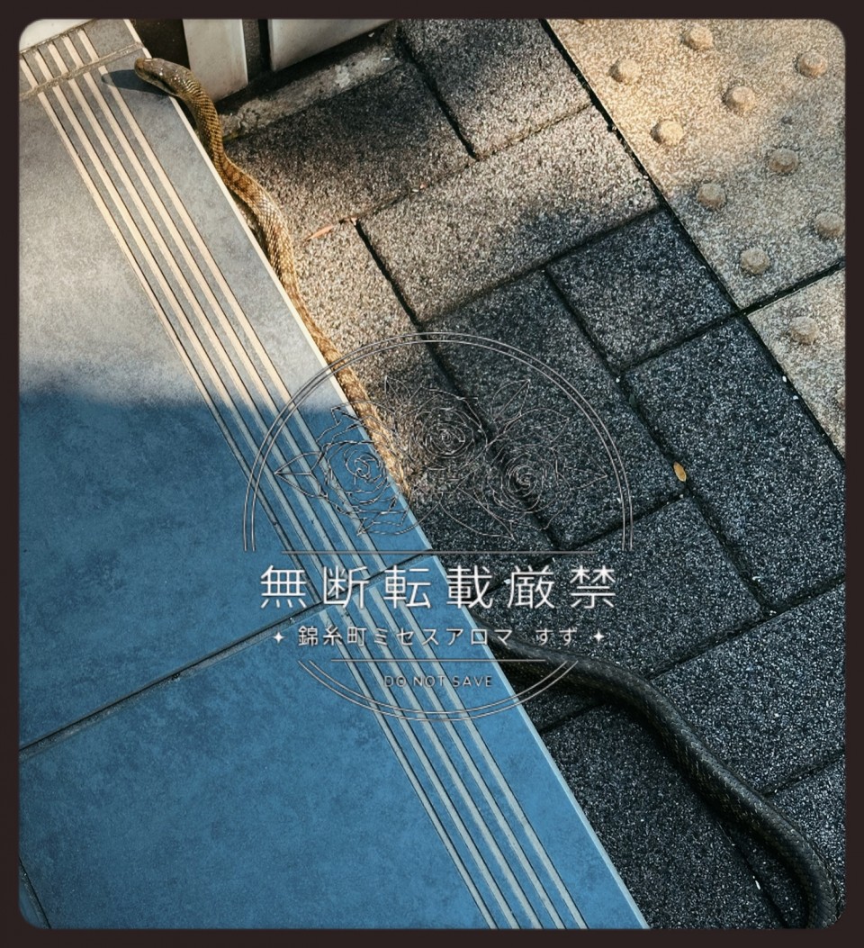 アップロード画像