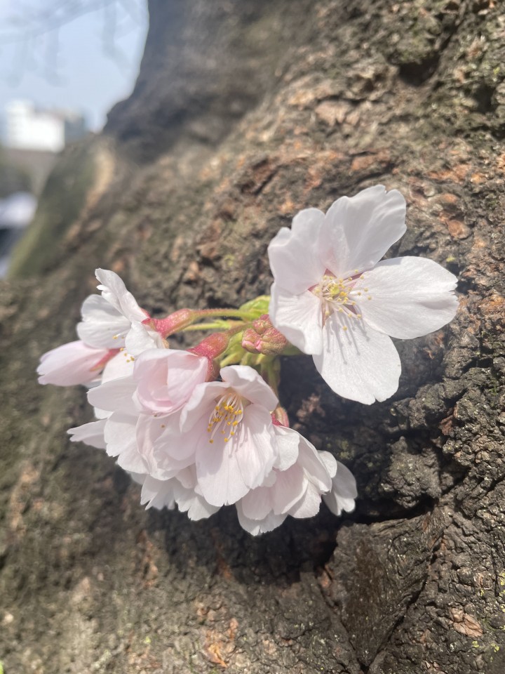 アップロード画像