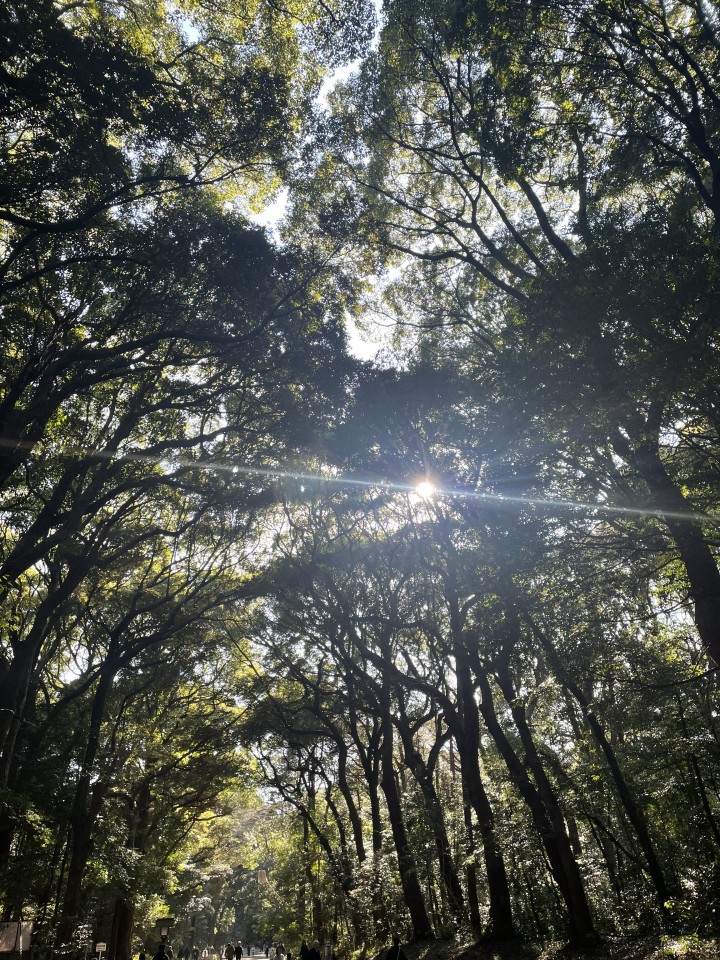 アップロード画像