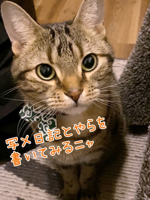 写メ