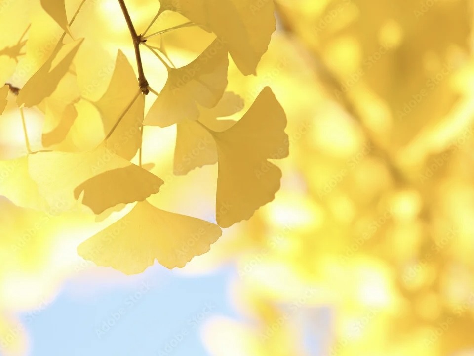 アップロード画像