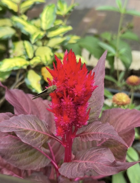 写メ