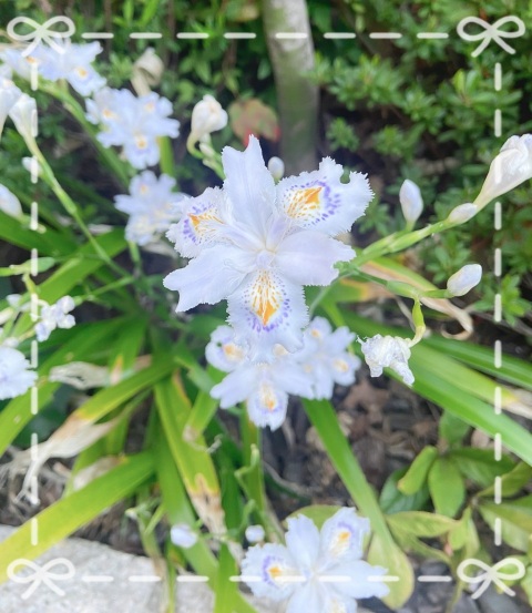 写メ