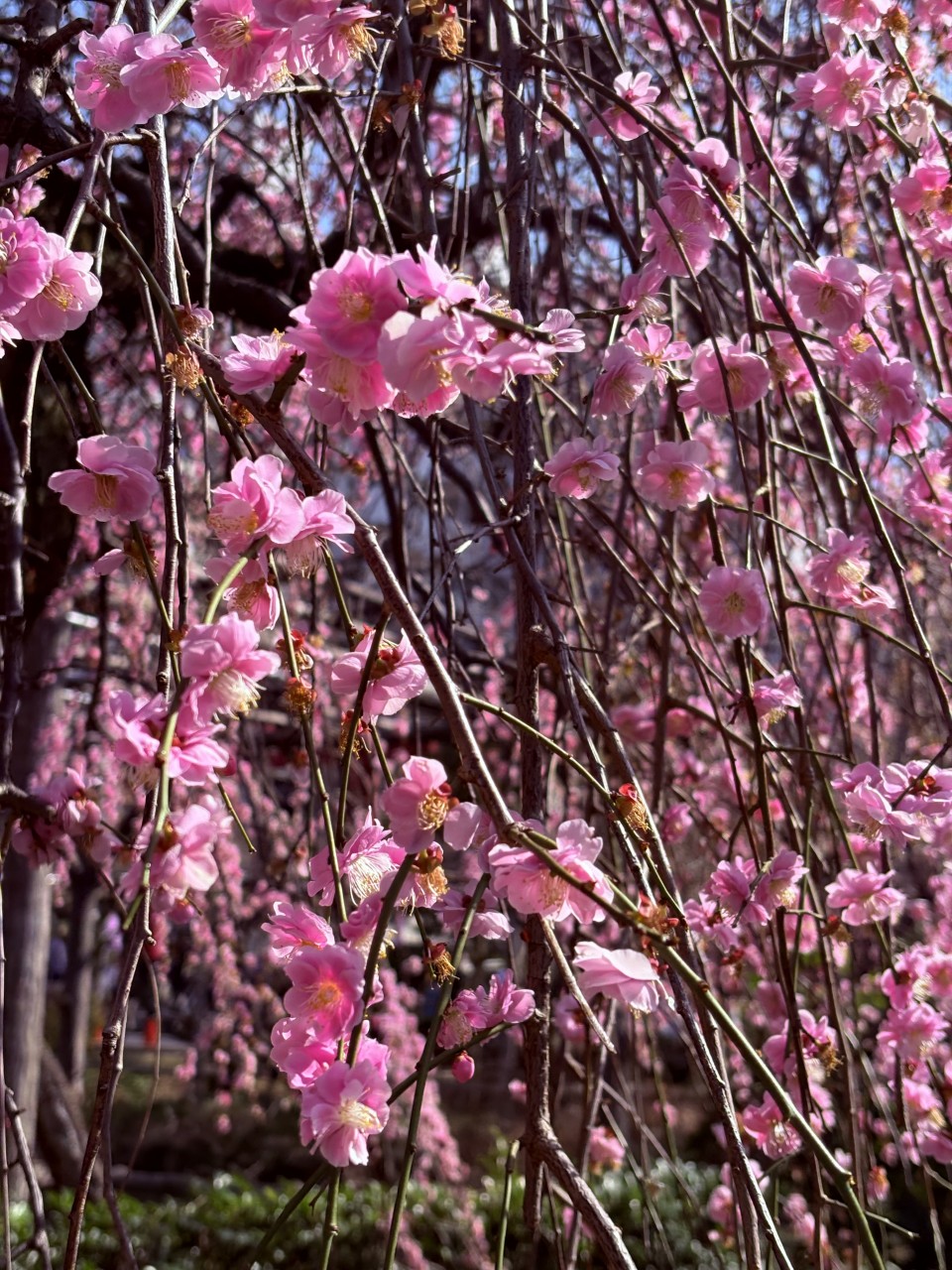 アップロード画像