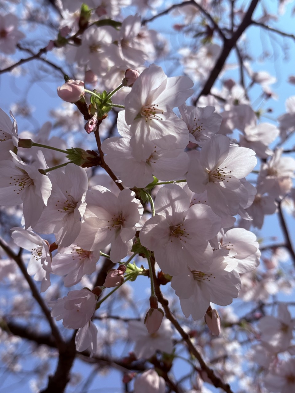 アップロード画像