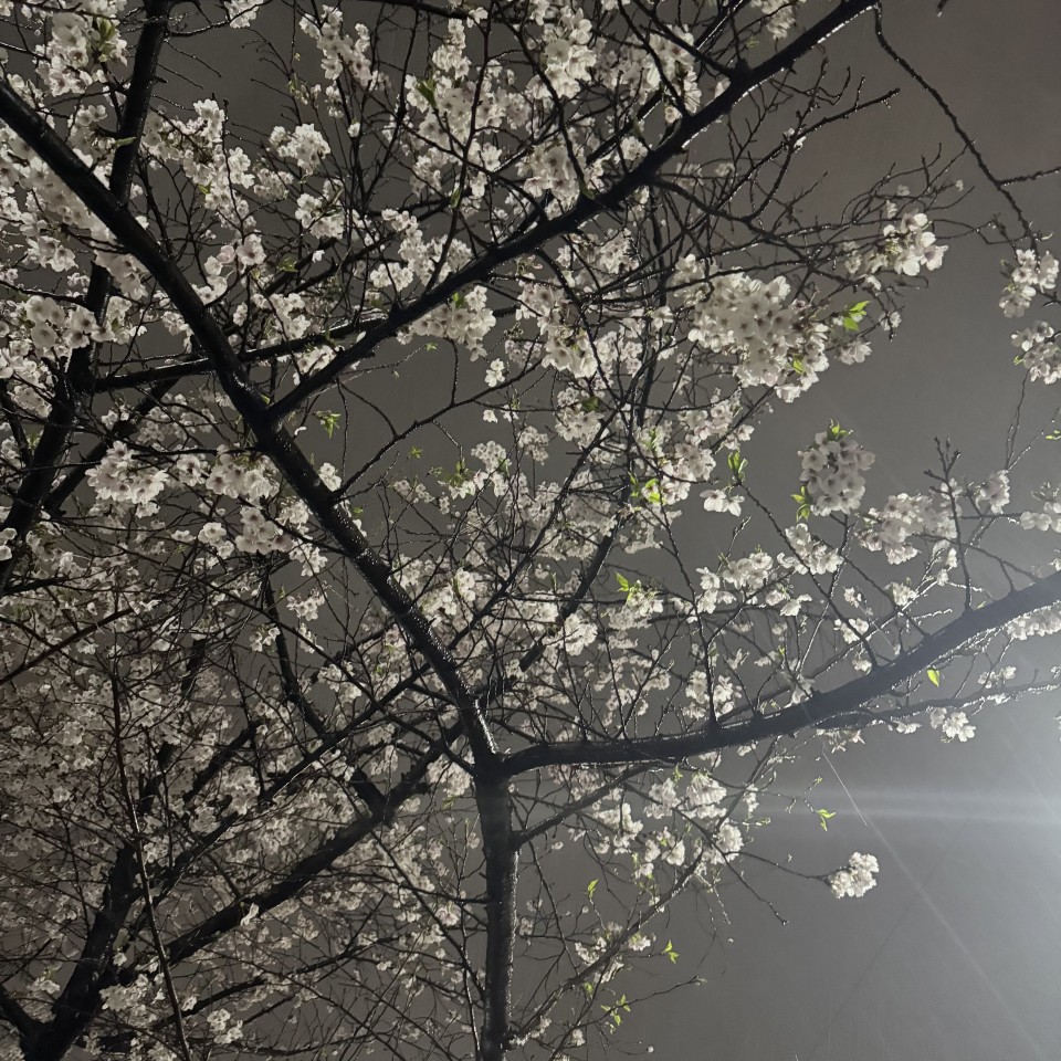 アップロード画像