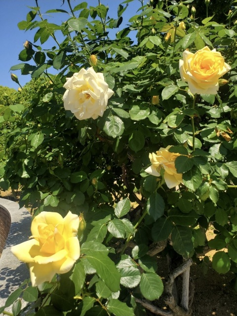 写メ