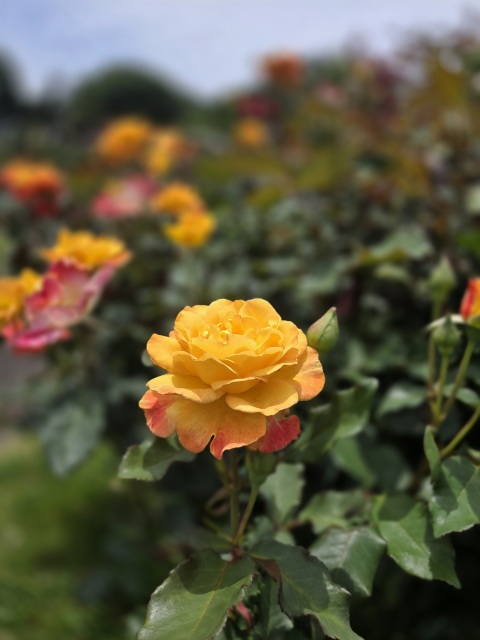 写メ