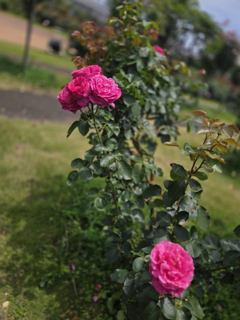 写メ