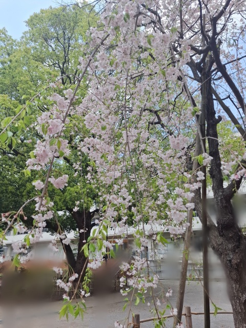 写メ