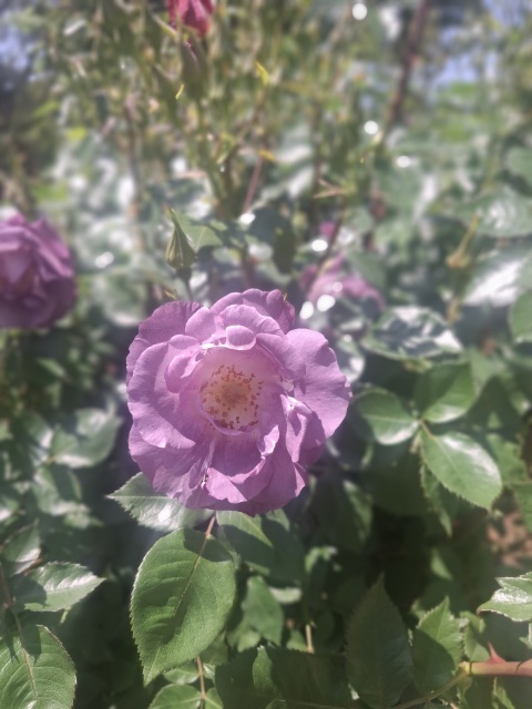 写メ