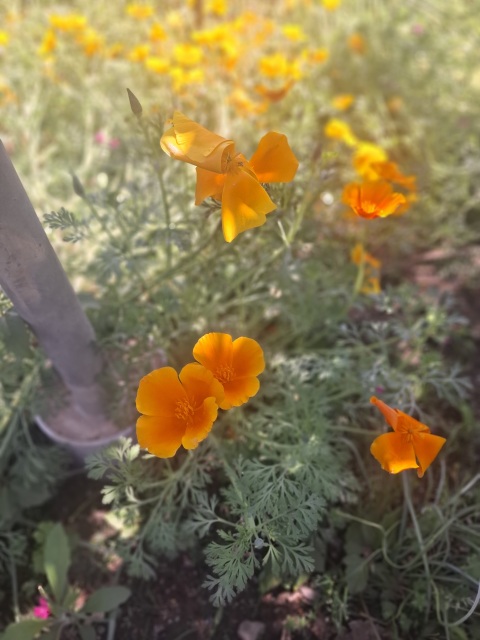 写メ