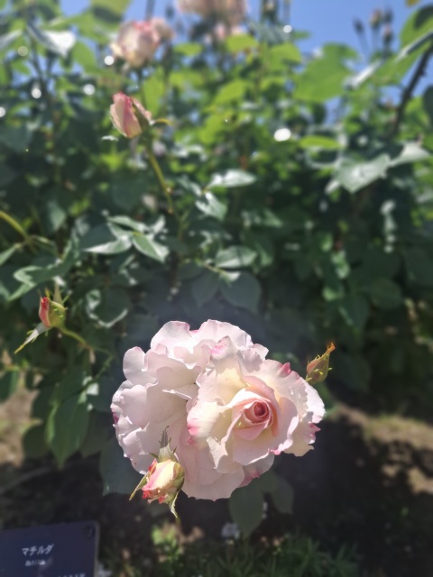 写メ