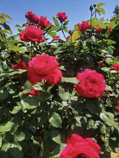 写メ