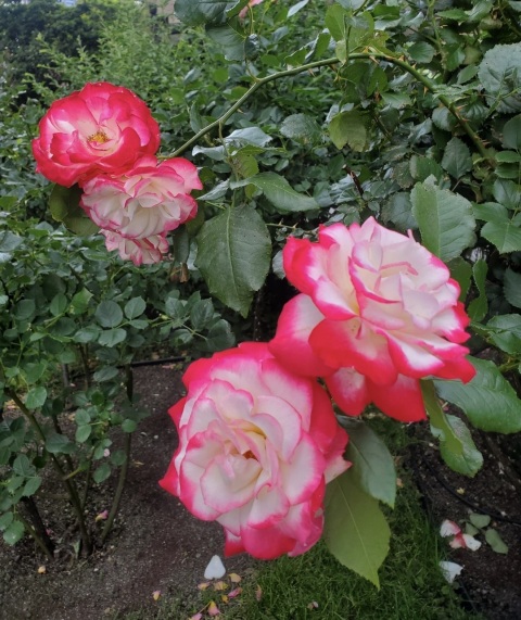 写メ