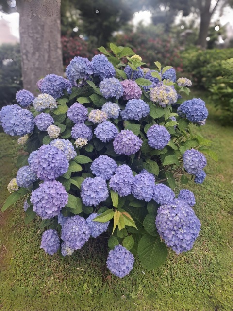 写メ