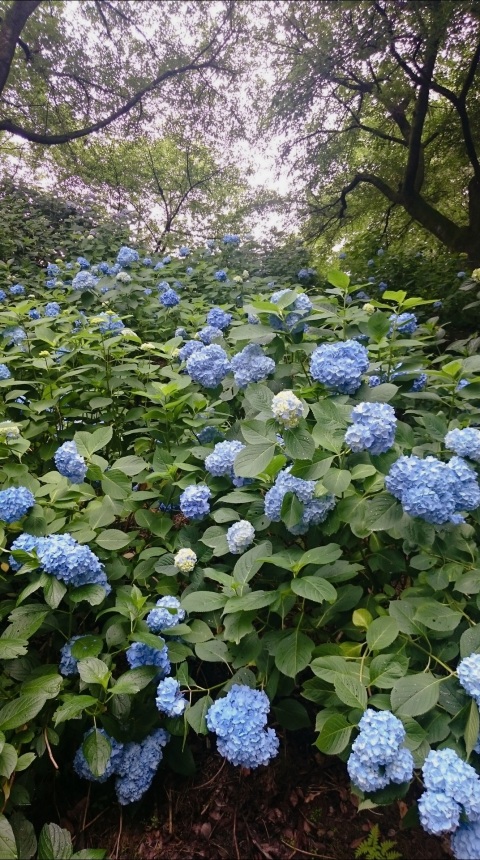 写メ