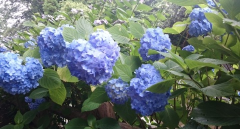 写メ