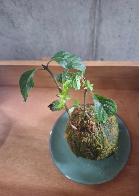 写メ