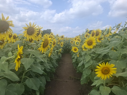 写メ