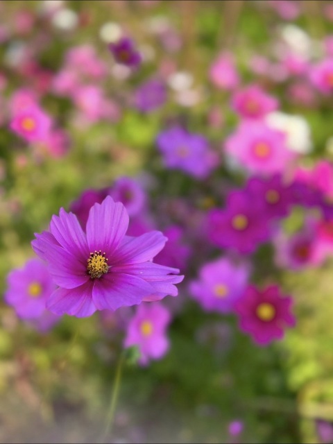 写メ