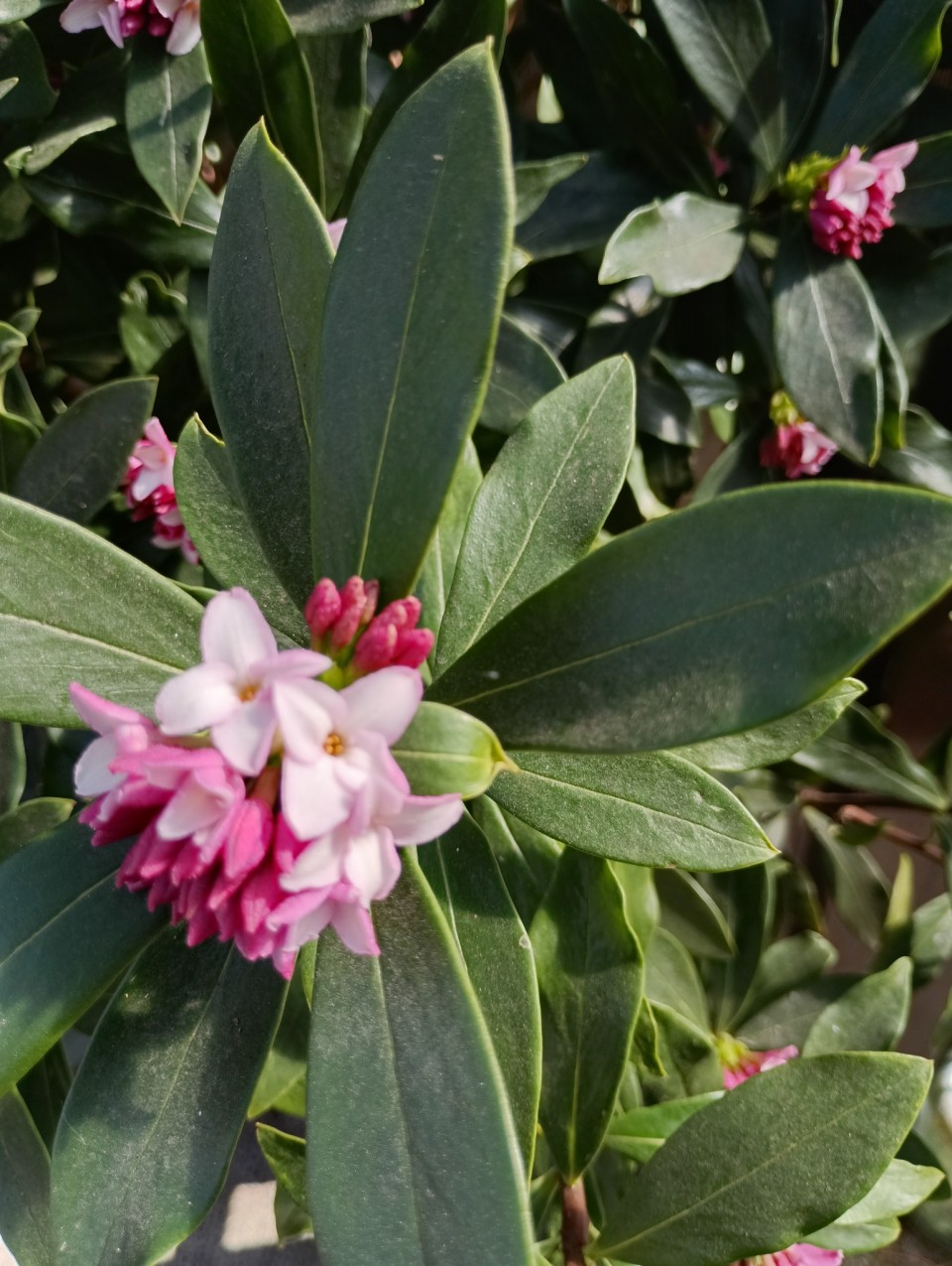 アップロード画像