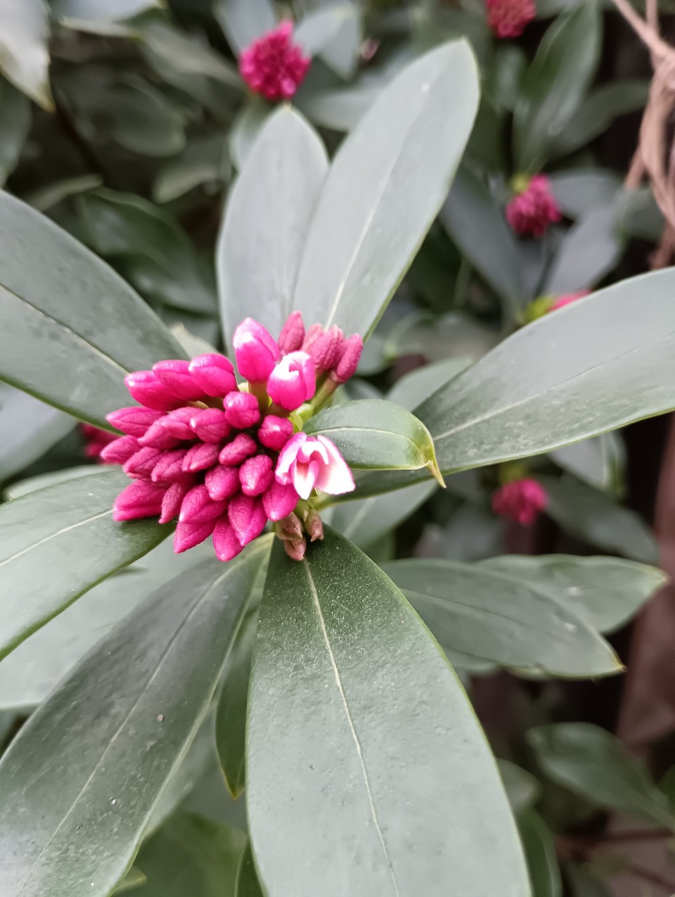 アップロード画像