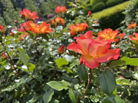 写メ
